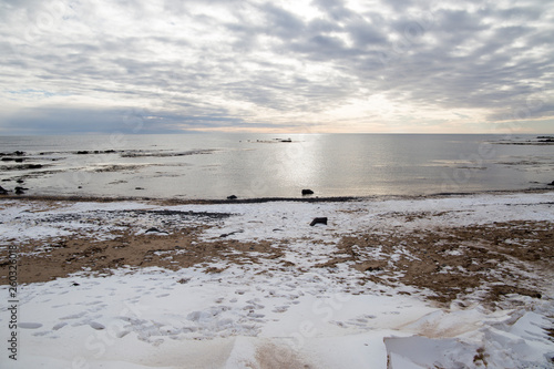 Ytri tunga seal reserve in Iceland photo