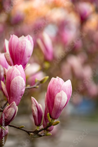 Blumen der blühenden Magnolie