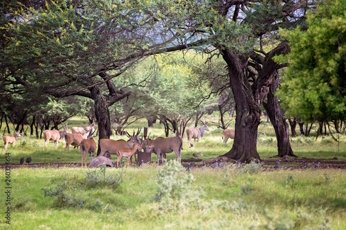 Impala antelopes in the forest. African antelopes, zebras and ostriches in national park