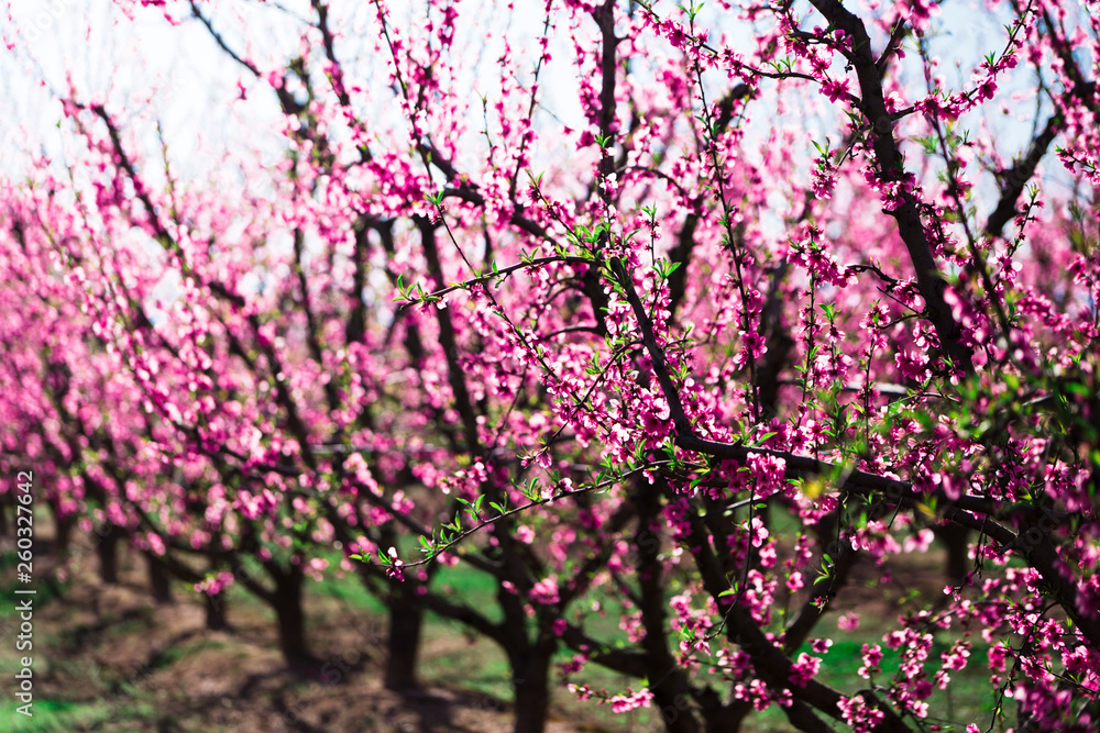 Campo de arboles melocotoneros en flor Primavera