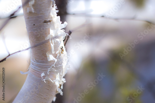 svol birch on light defocused background photo