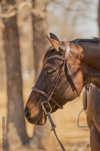 horse wearing a English show bridle 