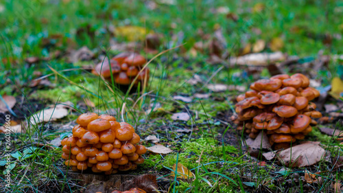 orange honey agaric