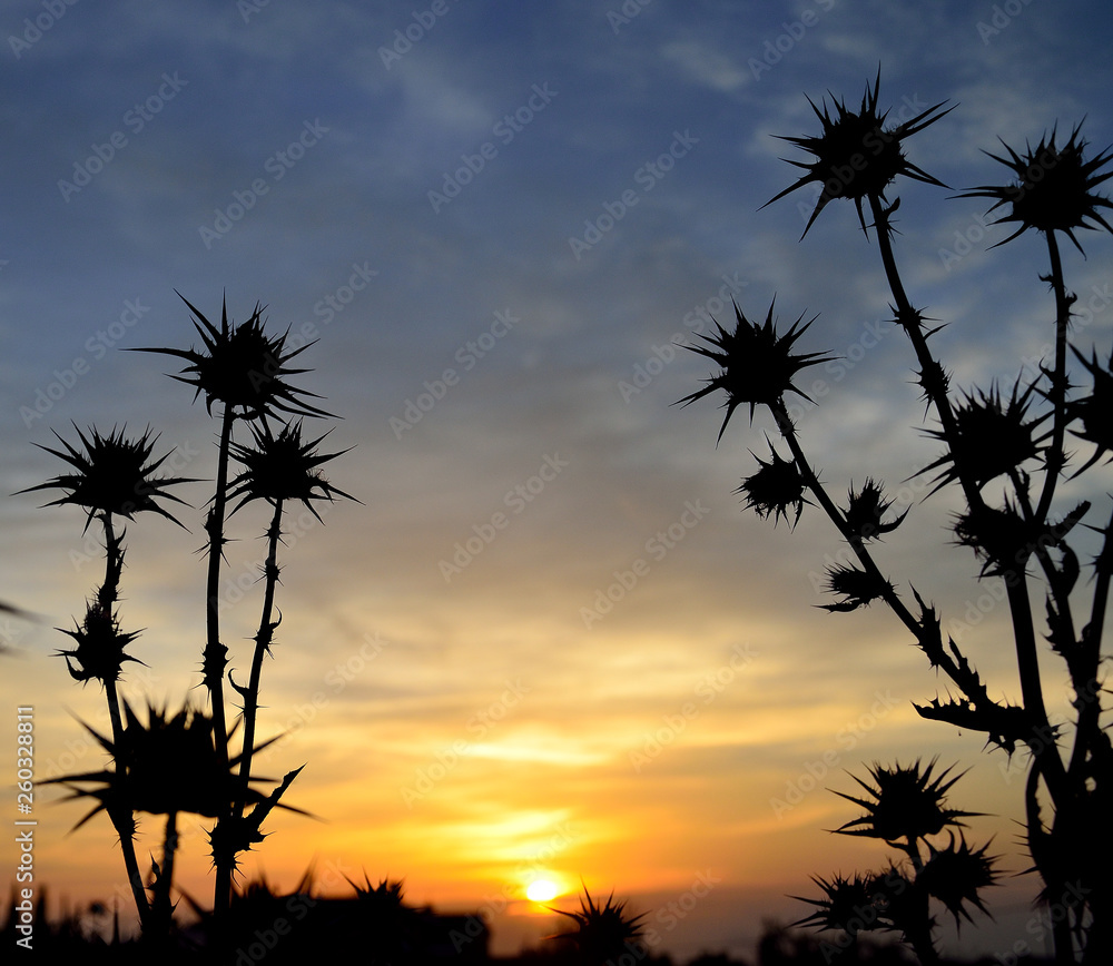 Silhouettes of thistle flowers in foreground with splendid sky during the sunrise 
