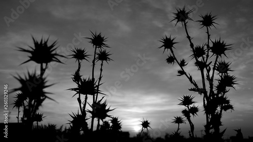 Backlit thistle flowers during the dawn, monochrome mode, Silybum marianum 
