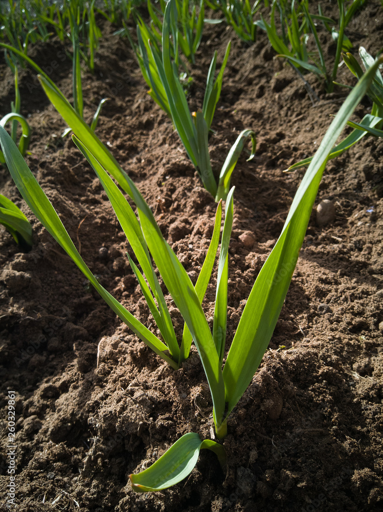 Detalle de Plantacion de ajos ( Allium sativum ) creciendo en primavera Detalle de Plantacion de ajos ( Allium sativum ) creciendo en primavera
