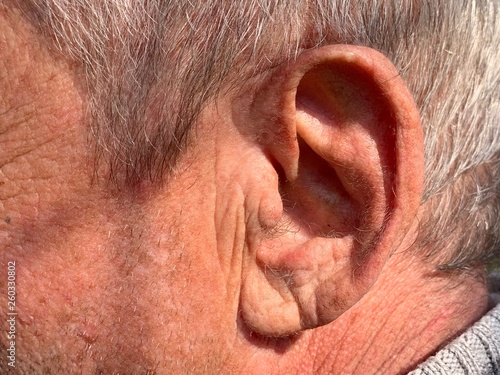 The structure of the old man's auricle. Wrinkles on the surface of the skin. Gray hair texture. A man's ear. photo