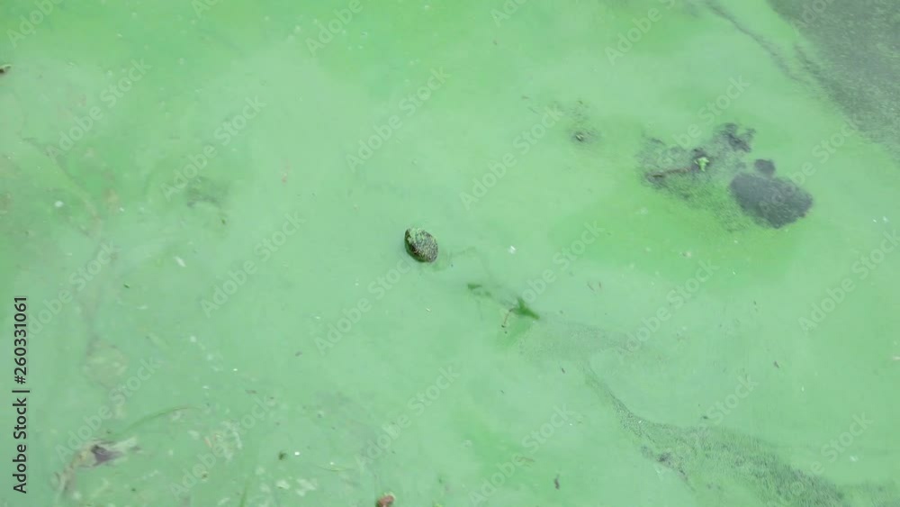 A waterfowl turtles in the water with algae. A waterfowl turtles in the water with algae.