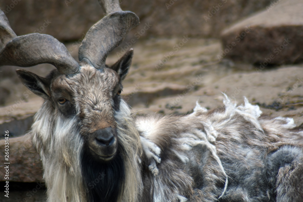 Markhor animal portrait (Capra falconeri heptneri) Markhor animal portrait (Capra falconeri heptneri)
