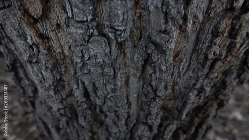 Bark of a large tree