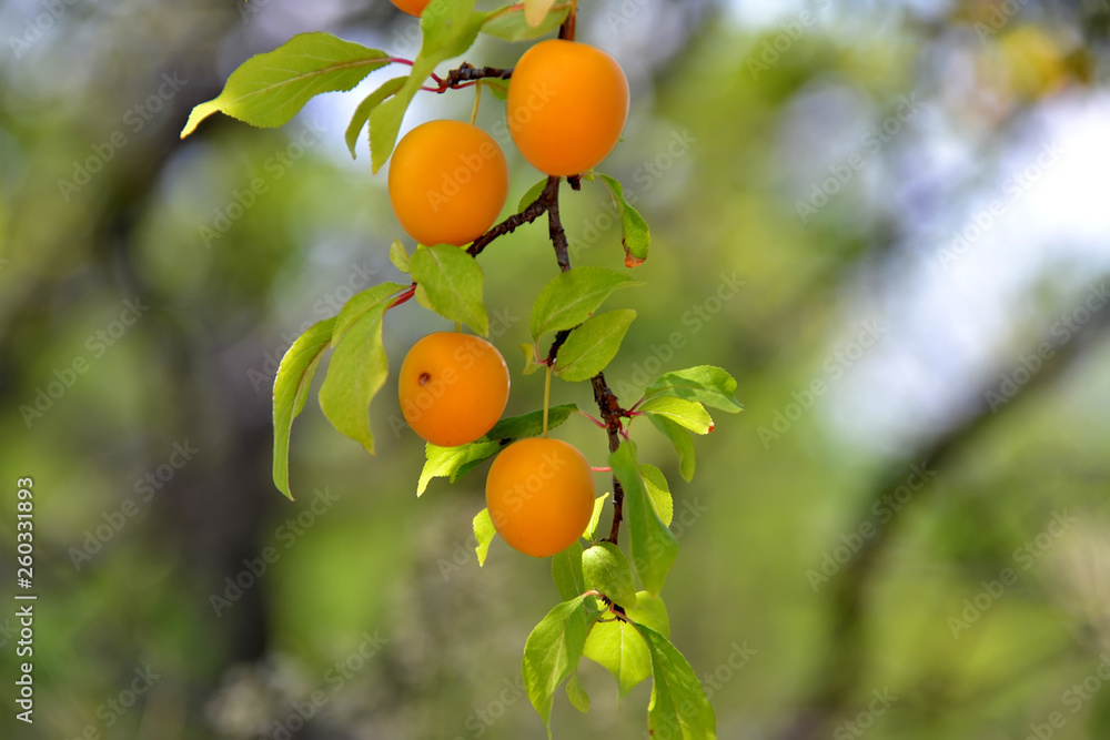 Close-up of ripe apricots on a branch