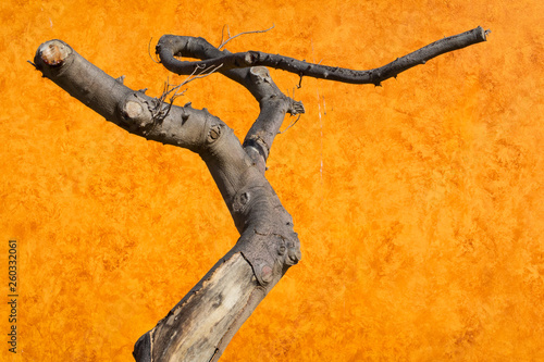 Abstract dead bare tree in front of a beautiful old red brown orange rust plaster Moroccan tadelakt background. photo