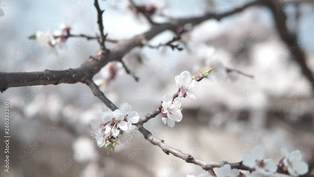 Blooming tree of Apricot in the spring garden Blooming tree of Apricot in the spring garden