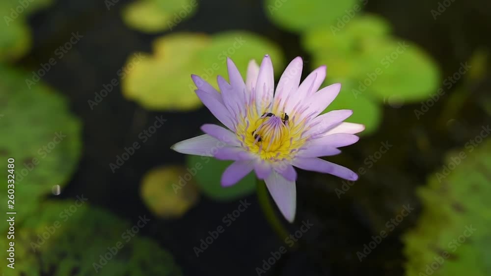Beautiful multi color lotus lilly and bee nature background Beautiful multi color lotus lilly and bee nature background