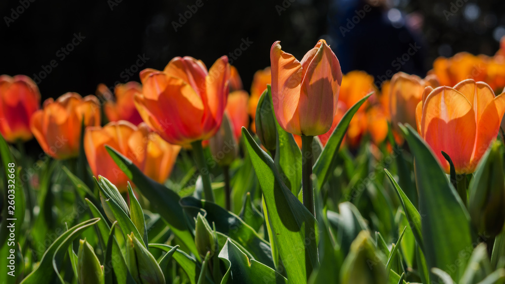 Orange tulips close up Orange tulips close up