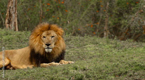 Male Lion 