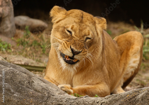 Female Lion Making a Face 