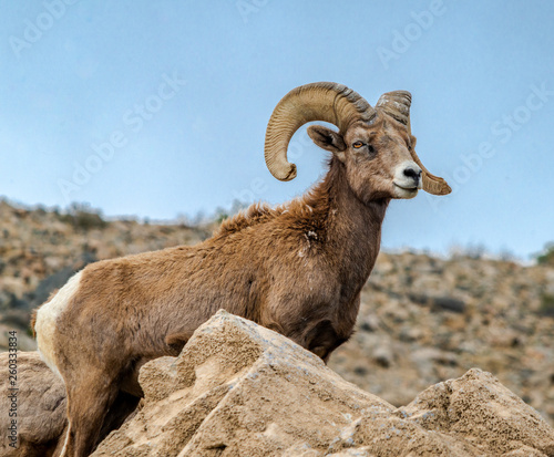 Desert Bighorn Sheep Ram Profile from Mineral County, Nevada, USA