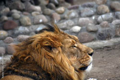 Fototapeta Naklejka Na Ścianę i Meble -  Lion male head portrait