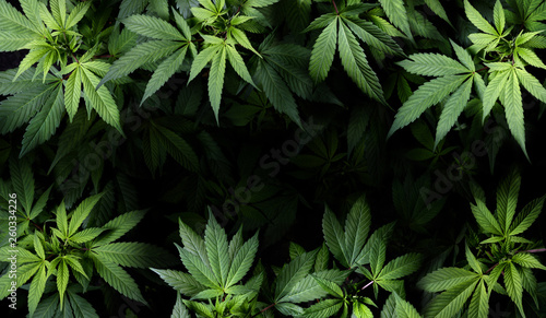 Cannabis Sativa Leaves On Dark - Medical Legal Marijuana photo