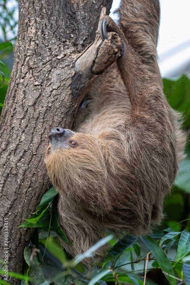 Obraz premium Two-toed sloth hanging in a tree