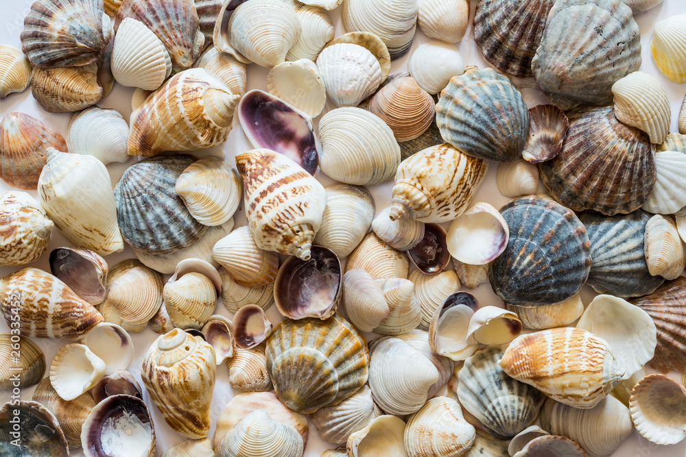 Background of seashells of different colors. Mollusk seashell texture. Background of seashells of different colors. Mollusk seashell texture.