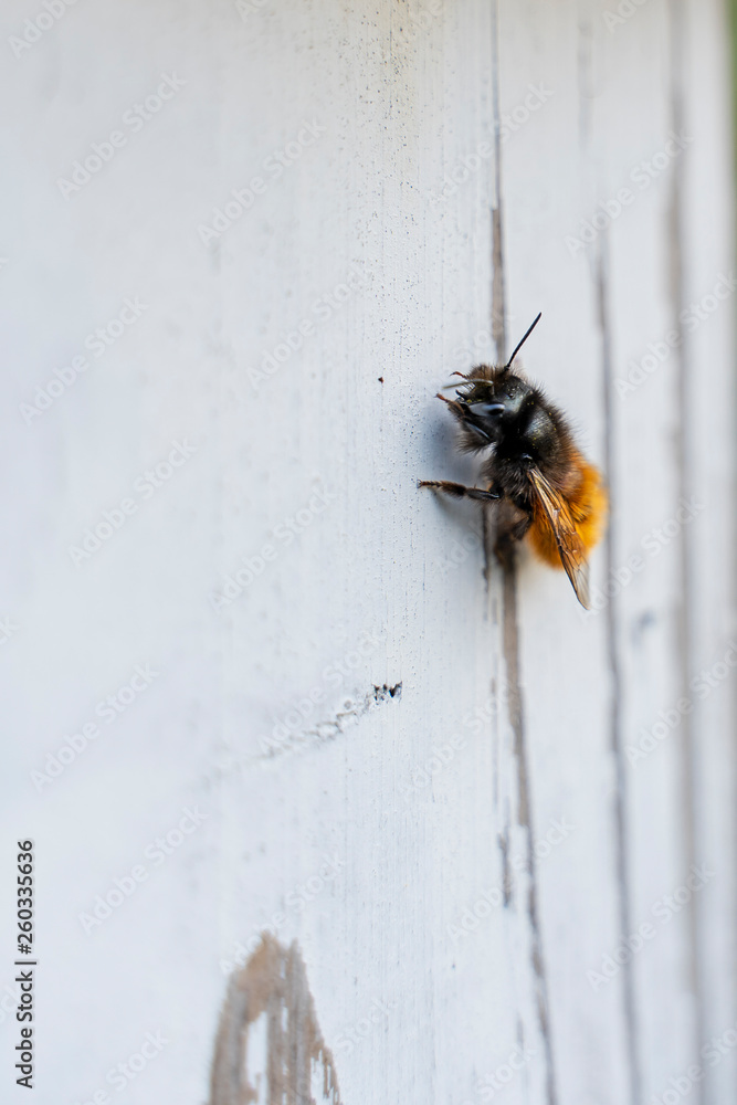 Obraz premium Wild bee