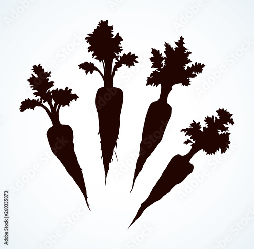 Carrot. Vector drawing
