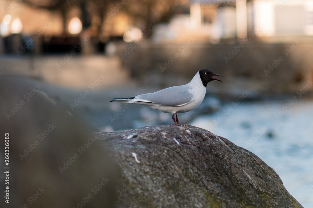 Black Headed Gull sits staring out during an early morning at Lake Windermere - Cumbria, UK - March 2019 Black Headed Gull sits staring out during an early morning at Lake Windermere - Cumbria, UK - March 2019