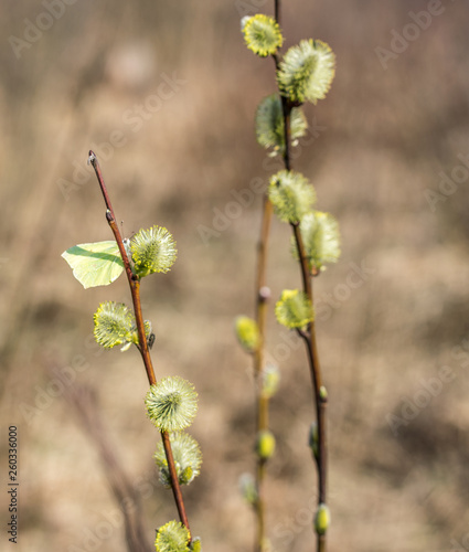 A blooming twig of willow and the first spring yellow butterfly. A spring butterfly sits on a palm bud. © aleksandra_55