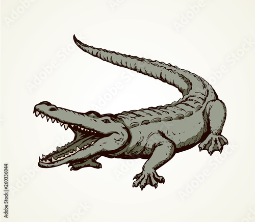 Crocodile. Vector drawing