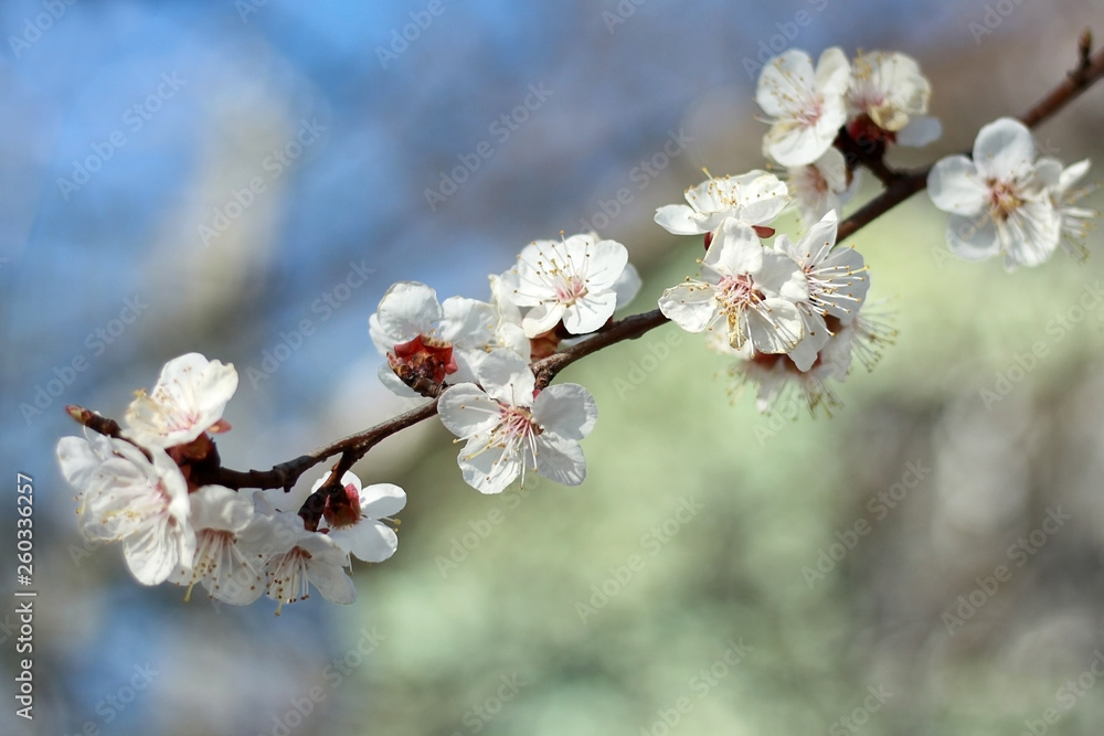 A branch with white flowers of sakura with a beautiful nature background. A branch with white flowers of sakura with a beautiful nature background.