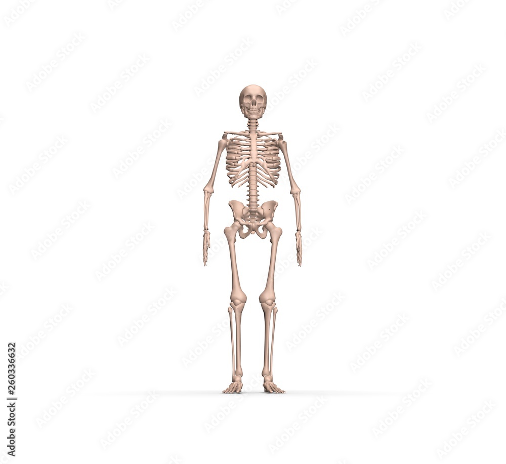 Human Anatomy Skeleton 3D Rendering