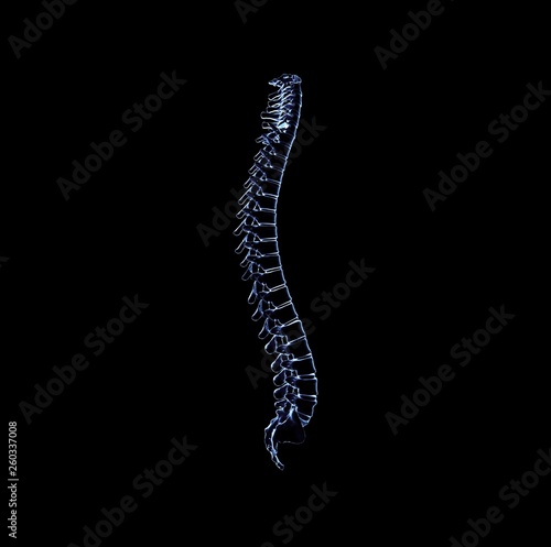 Skeletal human spine on Black 3D Rendering