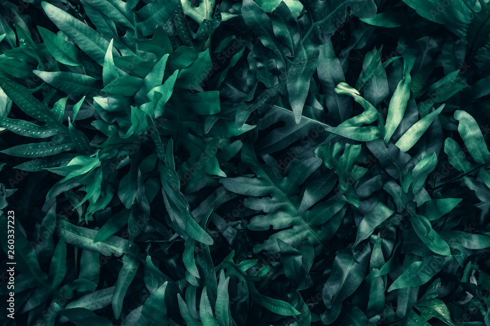 Beautiful nature background of vertical garden with tropical green leaf Beautiful nature background of vertical garden with tropical green leaf