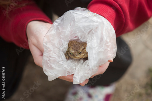 hands holding frog in plastic bag