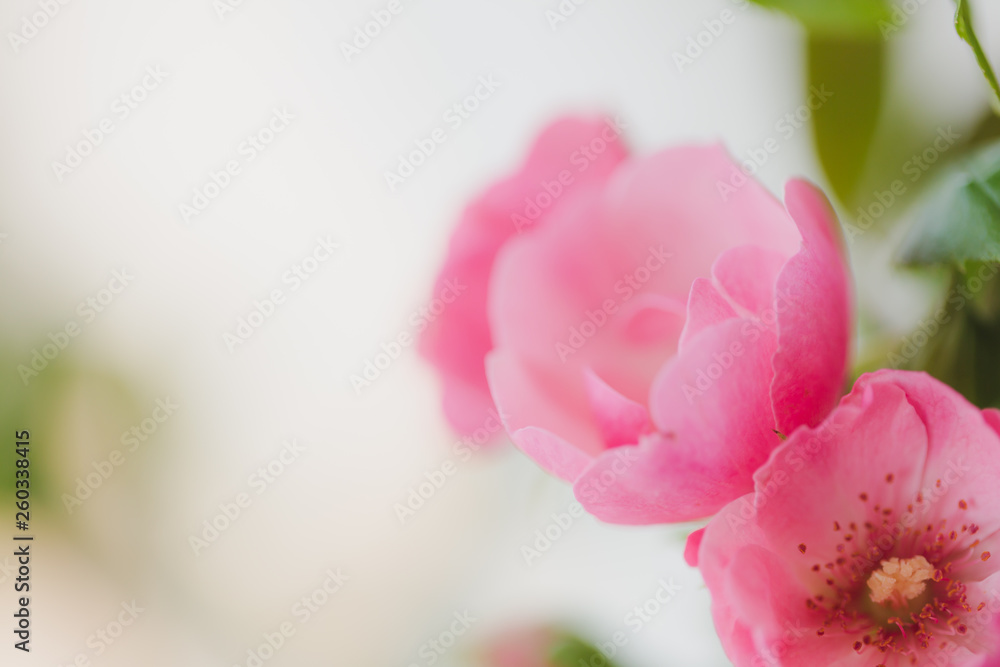Camellia sasanqua flower