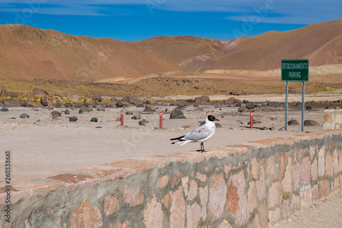 Bird in Atacama desert