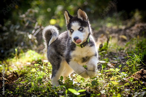 "Vida" the Siberian Husky 