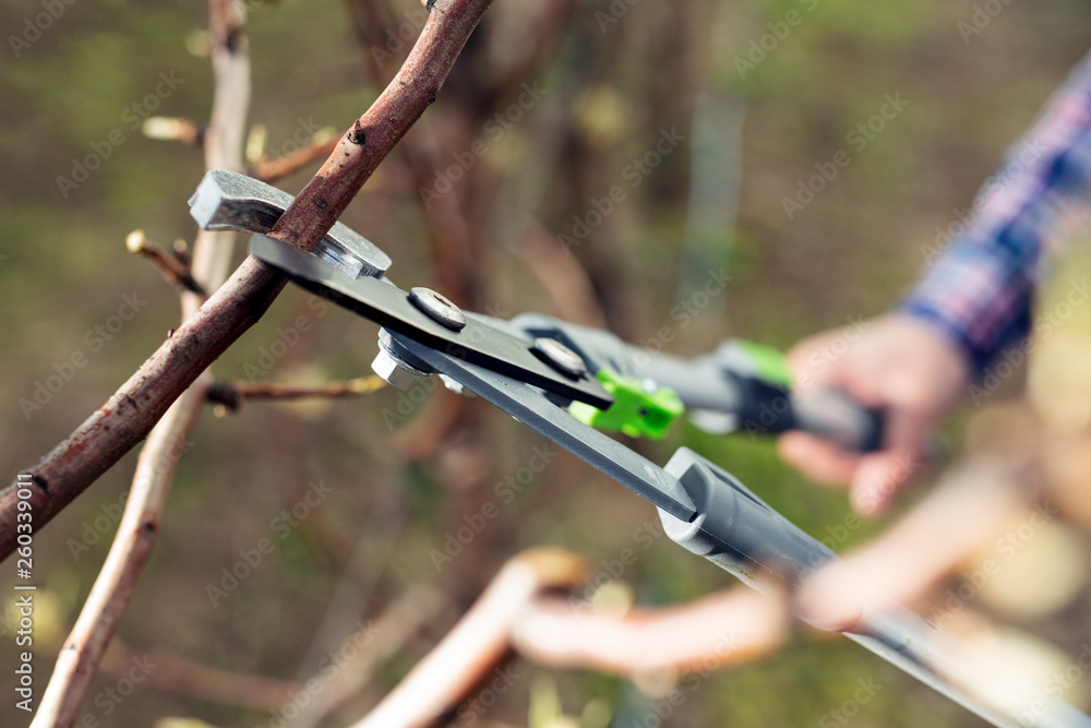 Obraz premium Closeup of worker pruning in fruit plantation
