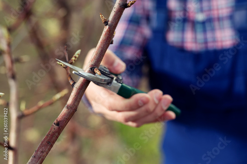Pruning fruit tree 