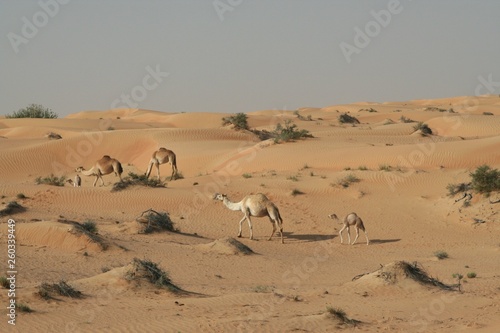Herd of dromedary in isolated Oman desert