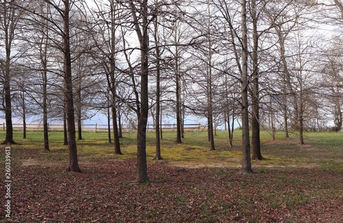 Forest View Near Riverbank