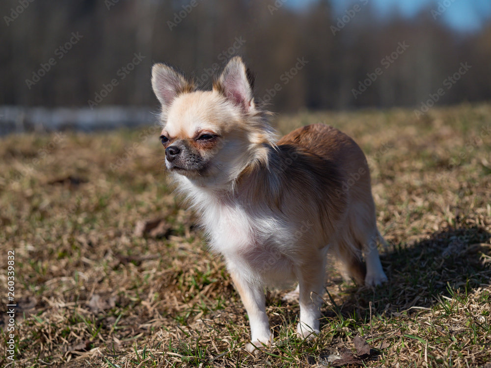 Long-haired color sable Chihuahua dog posing. Long-haired color sable Chihuahua dog posing.