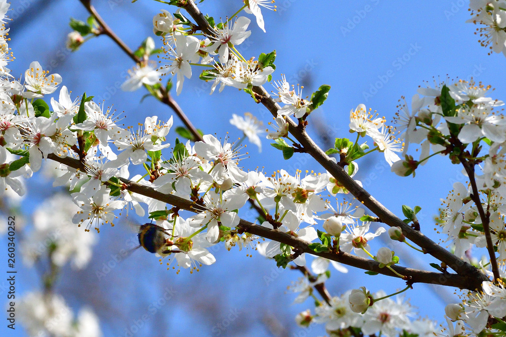 Weiße Blüte mit Biene Weiße Blüte mit Biene