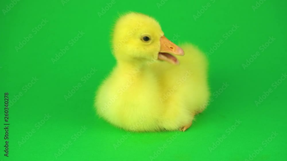 Little duck on a green background Little duck on a green background