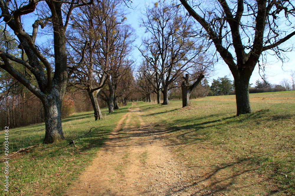 Blick durch die Lindenallee auf der Friedenshöhe in Flacht Blick durch die Lindenallee auf der Friedenshöhe in Flacht