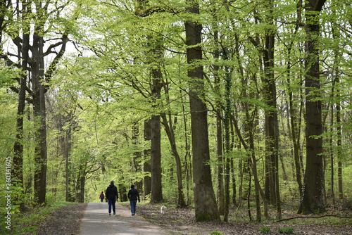 Balade en forêt d'Ecouen au printemps, France photo