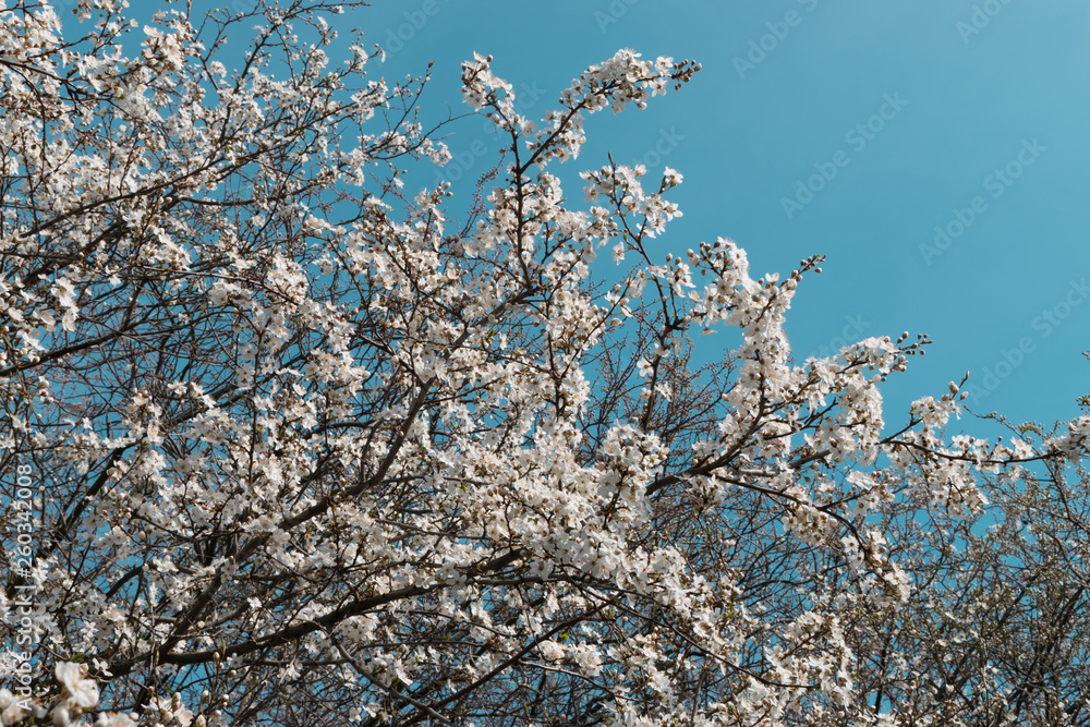 Beautiful White Cherry Flowers in Spring Garden over Nature Background Beautiful White Cherry Flowers in Spring Garden over Nature Background