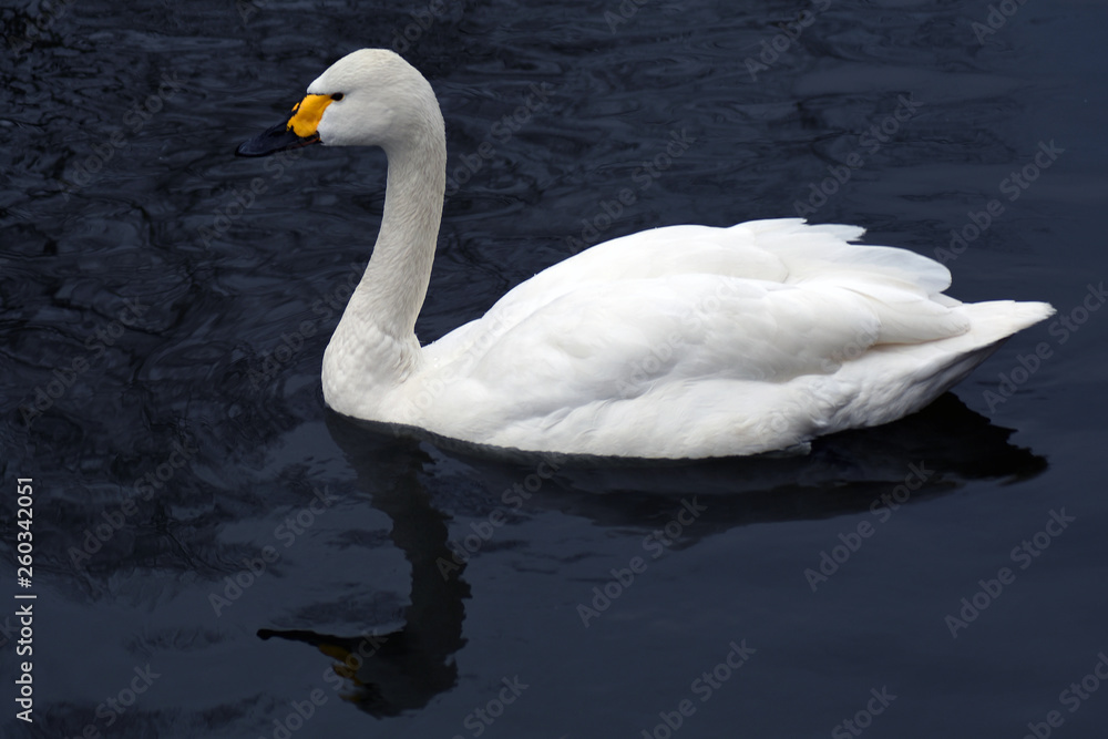 Fototapeta premium A white swan swims in blue water